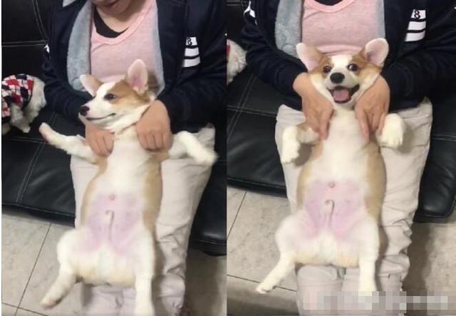 柯基短手飘飘,肉肚抖又滚,海带拳,超有魔性让基奴狂重播!