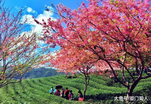 中國最美櫻花聖地就在大陸阿里山漳平永福櫻花園