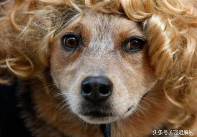 奇葩主人给狗狗换的各种搞笑发型,最后一个亮了