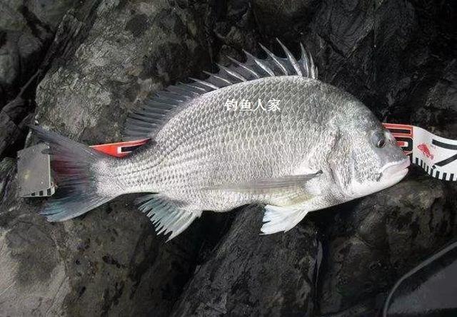 流水畅通的钓点在水底暗礁钓白立鱼5斤的大鱼强力牵引上钩