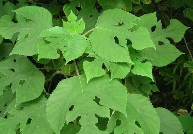 构树生命力极强,任何角落都能生计.