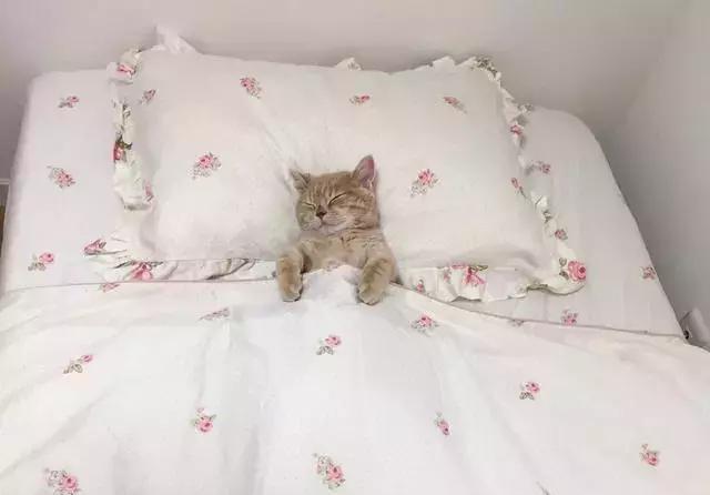 成精了!你见过这样睡觉的喵星人吗?