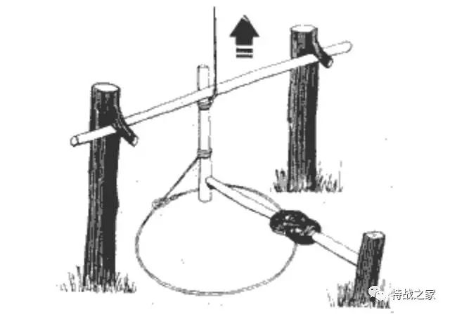 丛林必杀技:特种兵如何在野外制作陷阱,如何用陷阱捕