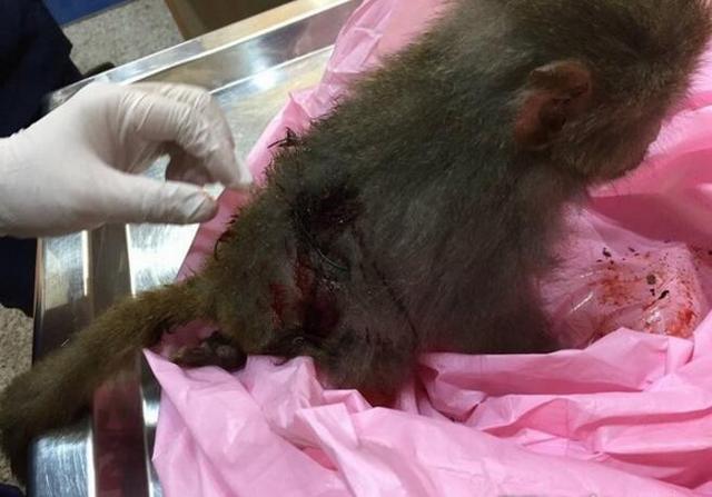 家犬狠咬,小猴头骨破裂,抢救后睁大眼对人,唇动示好!