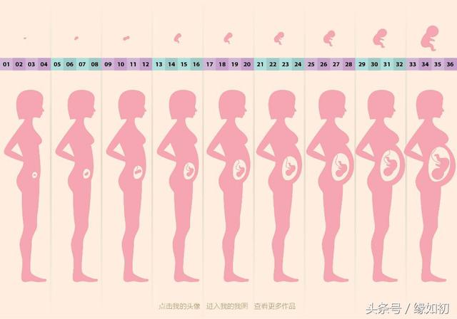 你知道腹中胎儿40周里是怎么发育的吗?记得收藏好 对照自己哦!
