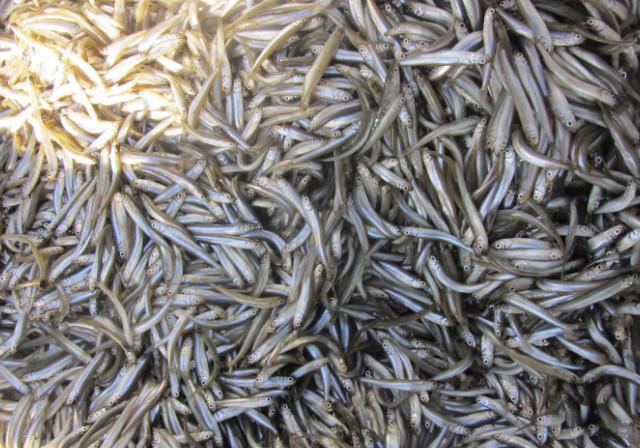 渔民在淡水河里布下"迷惑阵",想不到捕获的都是这种鱼