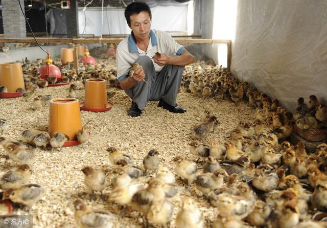 发酵床养鸡过程中鸡舍消毒会有影响吗出栏后垫料的处理方法