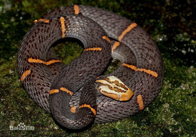 因为该物种世界罕有,中国记载的标本不到百条,又被称为蛇类中的熊猫