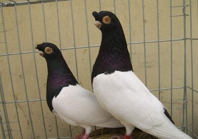 两头乌鸽价格是多少