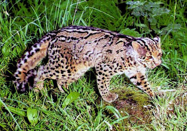 橘猫狸花猫大中华还有哪些国产土猫