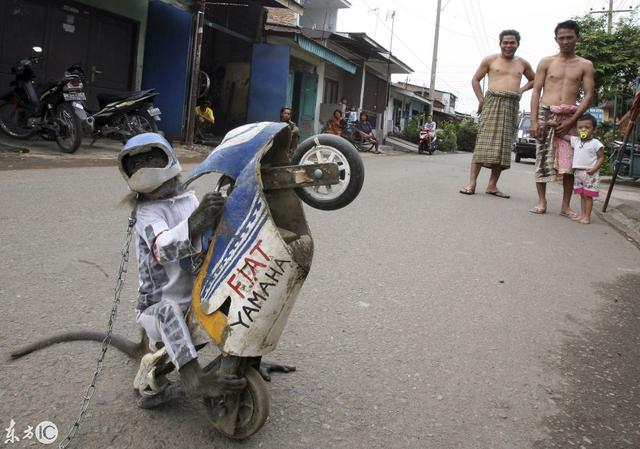 猴子开车,吹拉弹唱?当看到他们脖子上的东西,