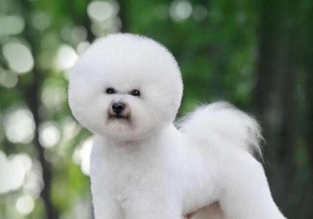 比熊犬全面分析看看还是不是您所认识的比熊犬