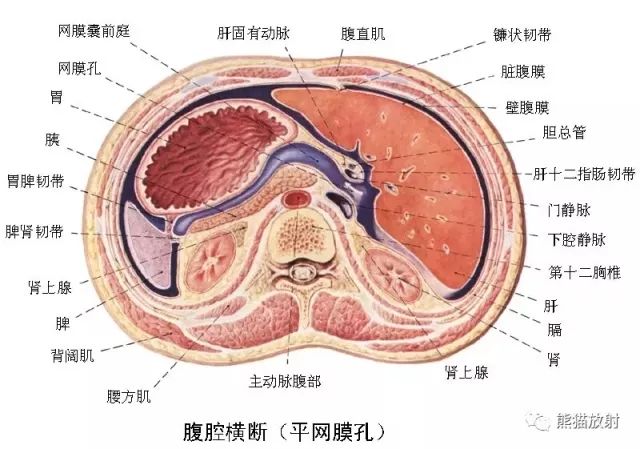 解剖腹膜后间隙