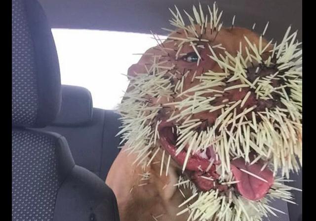 狗狗追豪猪结果被扎得满脸是刺送去医院救助后还傻乎乎的笑