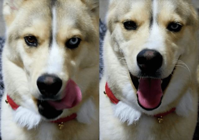 狗狗被夸前后的表情变化,最后一张亮瞎了