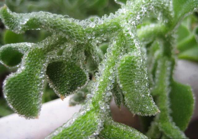 冰草真的只能生吃吗有人说这个做法比生吃美味你想试试吗