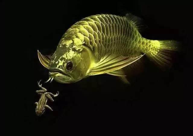 家居水景丨网友把金龙鱼和银龙鱼混养, 然后就