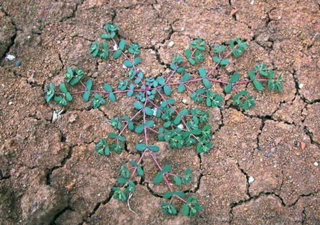 农村地里有个血见愁见了拔两棵日后说不定有大用