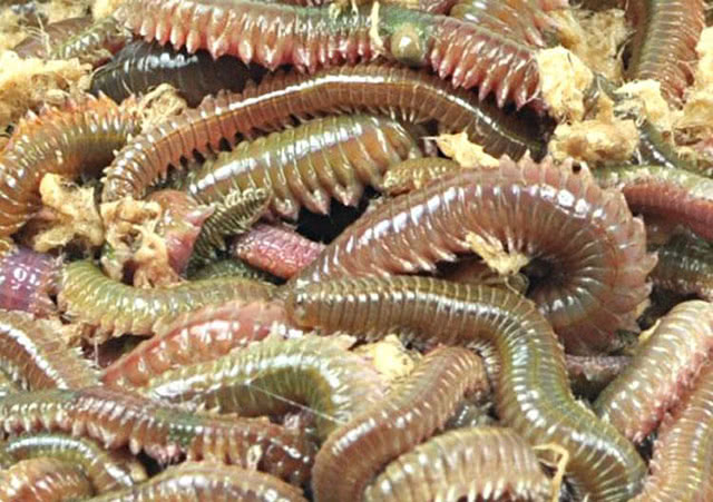 福建10种特殊美食外地人很难接受其中有一样90的人怕