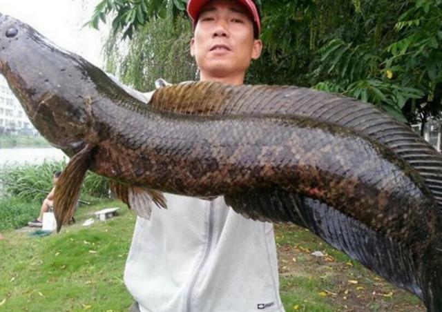 这种鱼在中国地区十分普遍,这种鱼就是黑鱼了