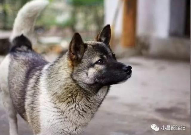 中华田园犬或将成为稀有品种|中华|田园|品种_新浪新闻