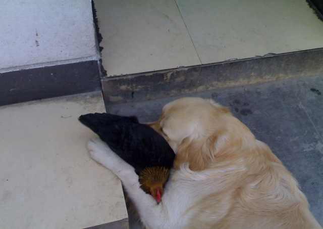 淘气金毛回农村半天竟跳上宝马车抓鸡吃,主人赔钱赔到哭!