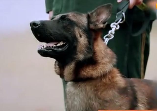 奇兵神犬狗狗交接仪式观众看得泪流满面