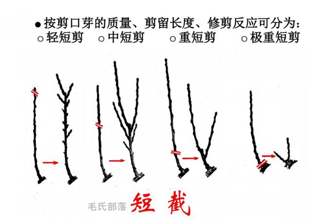梨树树形及修剪方式图片
