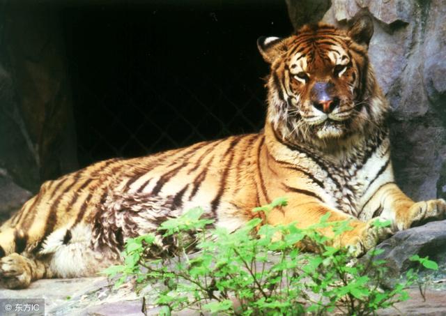 生肖虎:"长脸了"今年虎虎生威,天上掉元宝!花一秒时间接住