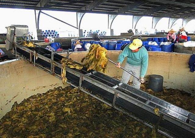 直击泡菜加工厂,生产流水线安全食品健康,看完让人心寒