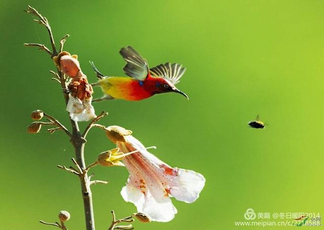 鸟类摄影中国的蜂鸟太阳鸟与泡桐花