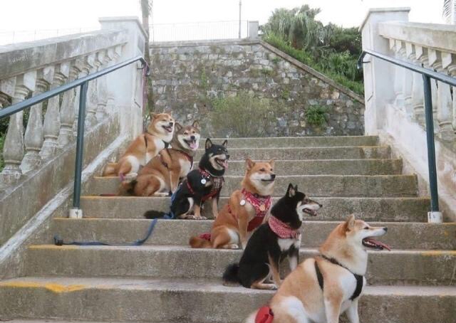 看完这一群狗狗,就知道什么叫人生赢家!