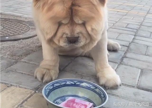 这松狮一天天的没饭吃了主人给了张红票票愣住了