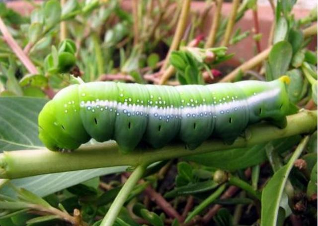 农村的"四大奇物",第一种半斤能卖500元,后两种老农也害怕