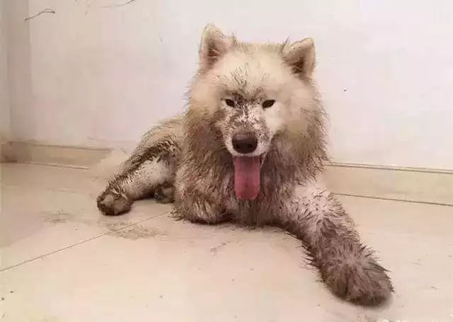 萨摩耶玩了一身泥回来,主人打算原谅它时,打开房门瞬间气炸了