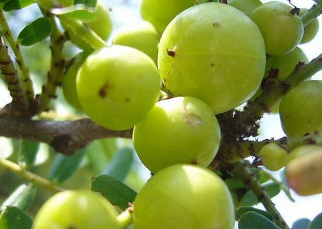 这种野果在农村长满山坡被成为圣果老人吃了变少年