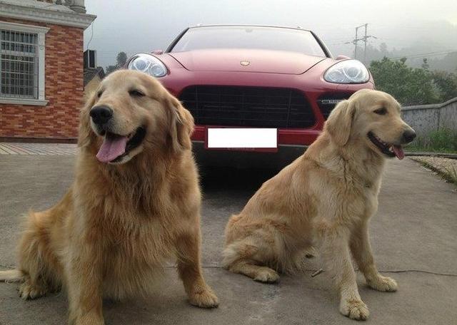 金毛坐上豪车后,就不愿意回家了