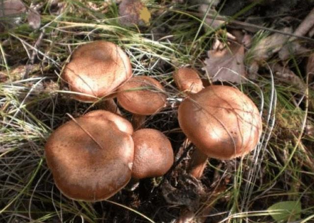 榛蘑长在什么地方