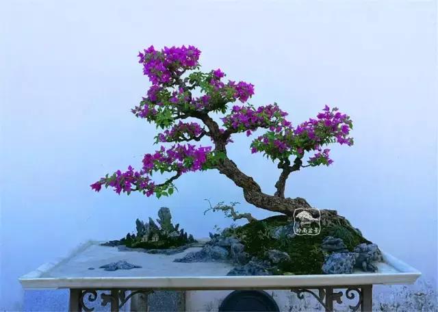 最美的盆花图片(最美的盆景图片欣赏)