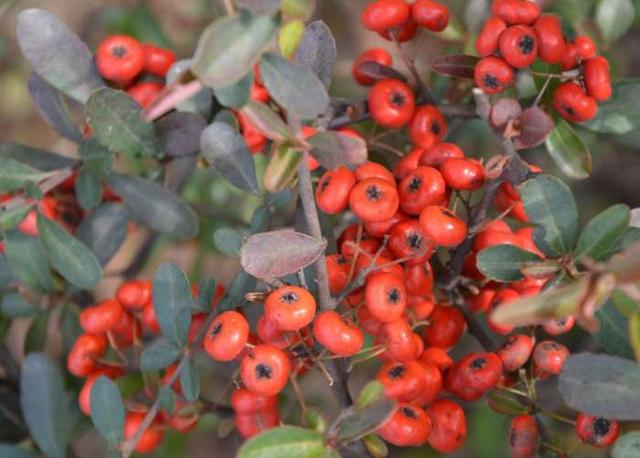 反正我那时候是很喜欢吃,特别的有味道呢,看起来都很水灵灵的.