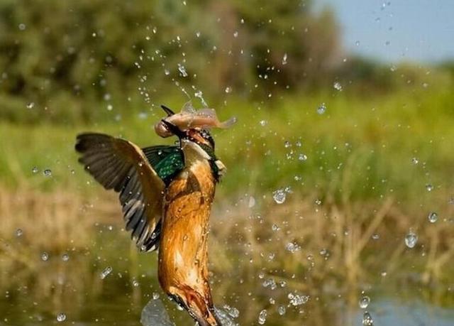 自然界动物捕食精彩瞬间那条鱼真没想到在死之前还能在天上飞