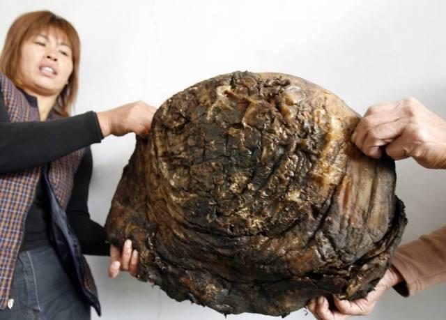 农村小伙儿捡到"野生太岁"有人出高价购买, 你认识吗?