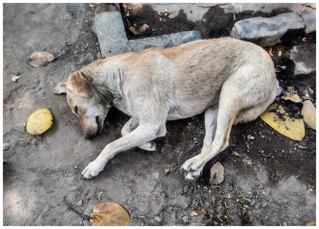 冬天小狗被冻死,母狗依旧将它们搂在怀里,好想回到过去!