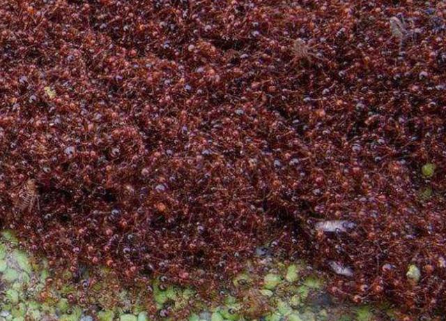 红火蚁是蚂蚁的一种,属于社会性昆虫,有多个品级,具有生殖能力的雌蚁