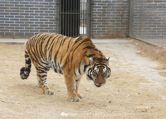 春节在开封我看了一场有趣的动物表演