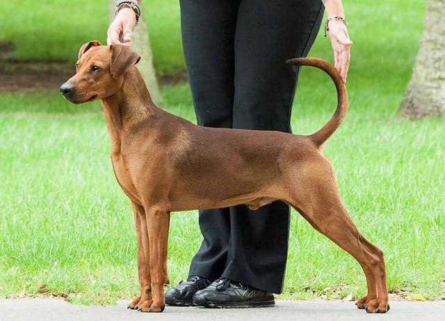 世界十大体味最小的狗狗保证你抱在怀里香香哒