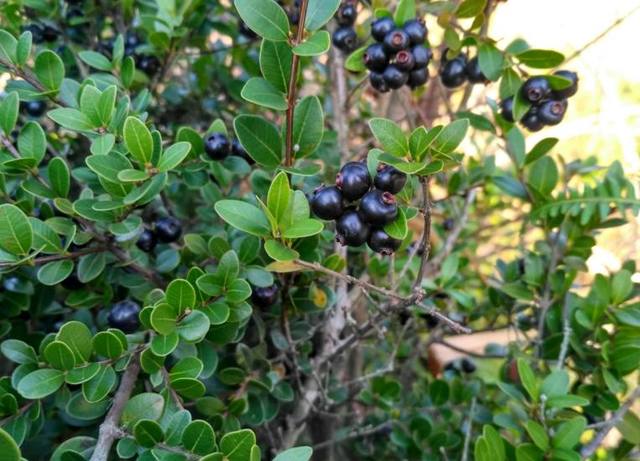 农村这种野果水分足很甜吃完不敢张嘴城里人从来没有见过