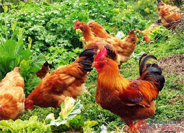 泡温泉吃烤羊喝刨猪汤 重庆东温泉邀你来过温暖年!