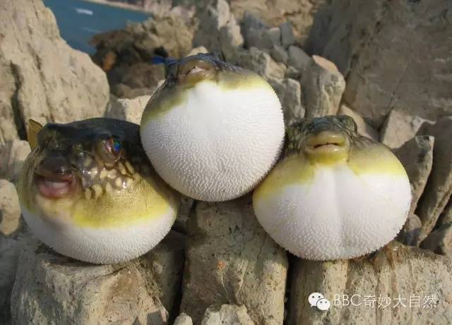 遇到危险就自动膨胀作丑河豚你有毒