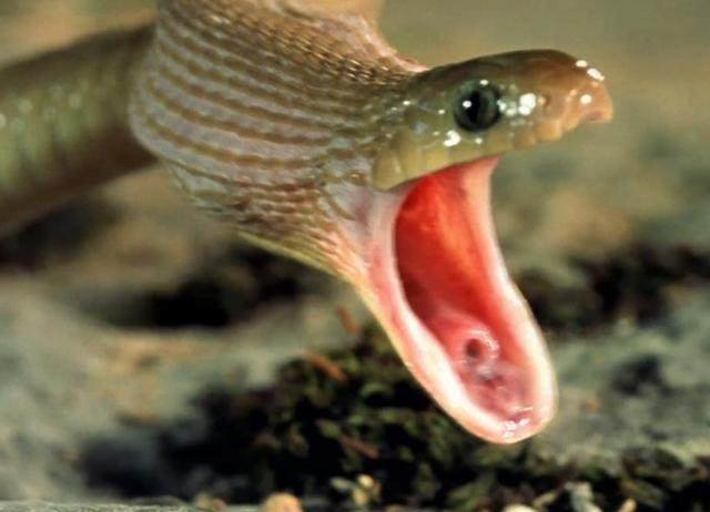 几秒之后,唰地从蛇的嘴巴里吐出的居然是蛋壳!